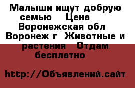 Малыши ищут добрую семью. › Цена ­ 0 - Воронежская обл., Воронеж г. Животные и растения » Отдам бесплатно   